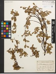 Foto von Salix retusa L.